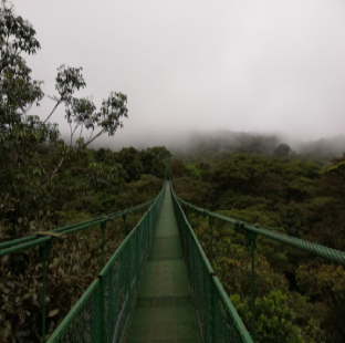 A misty cloud forest with lush vegetation and a tranquil atmosphere.