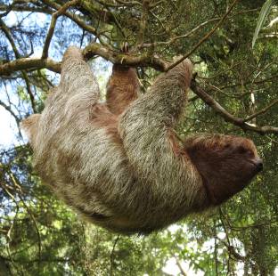 Sloth