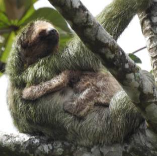 A sloth hanging from a tree branch in the rainforest.