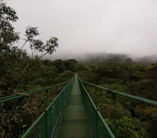 A long wooden suspension bridge stretches through a dense misty cloud forest canopy.
