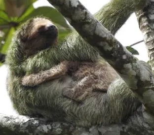 A three-toed sloth hangs from a tree branch showing its long curved claws.