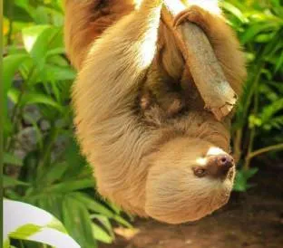 A brown-furred sloth hangs upside down from a branch surrounded by green vegetation.