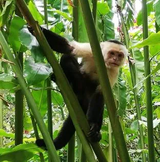 A white-faced capuchin monkey climbs among green stems and large leaves in the jungle.