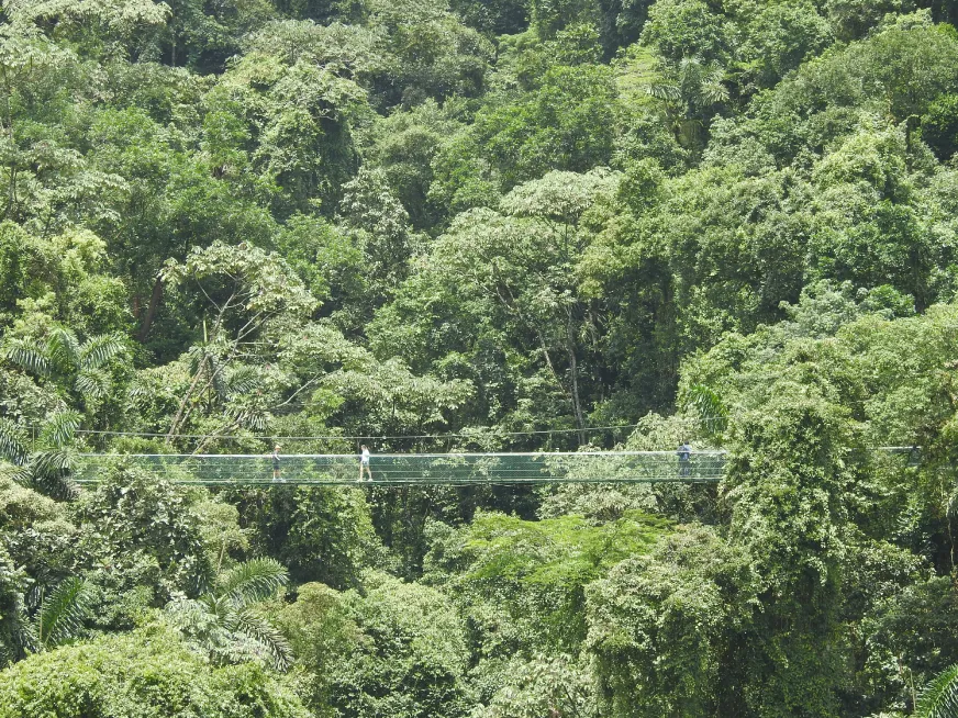 Aerial view of a dense tropical rainforest with lush green tree canopy.