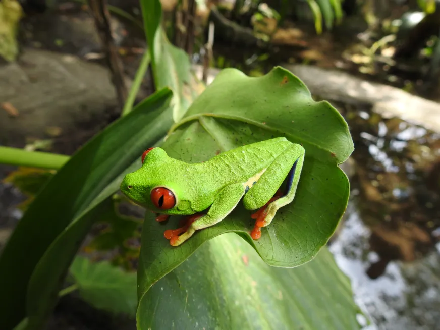 A small red-eyed tree frog clings to a large green tropical leaf.
