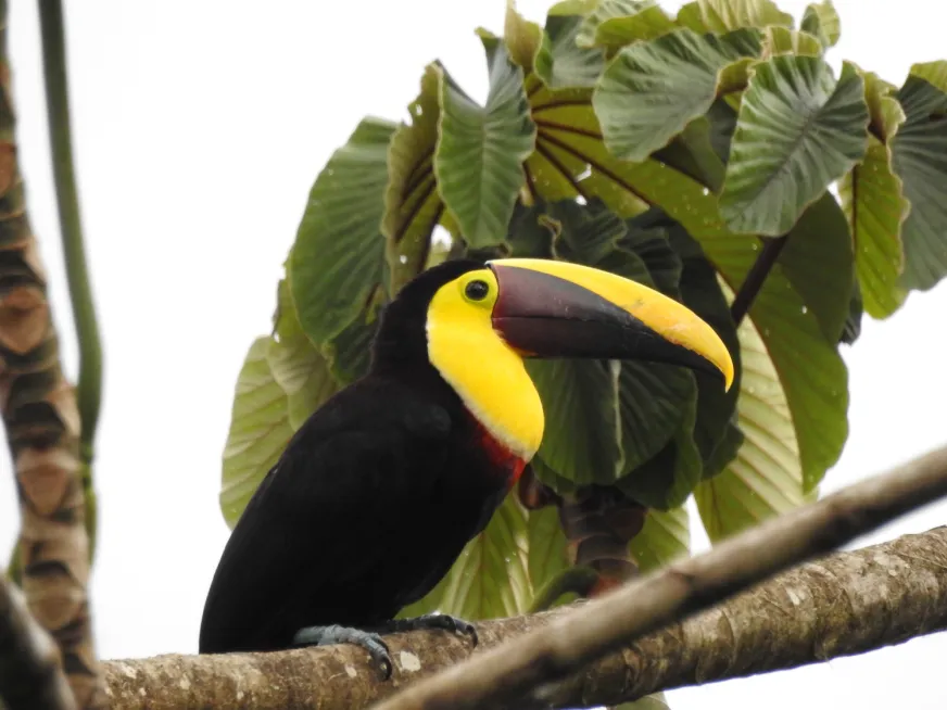 A toucan with a bright yellow and black beak perches on a branch among green leaves.