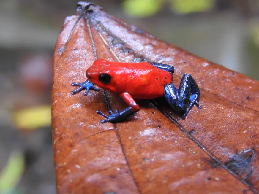 A bright red poison dart frog sits on a wet brown leaf.
