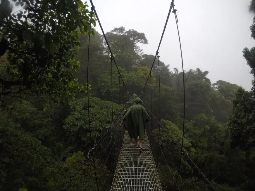 A suspension bridge stretches through a dense green forest canopy.