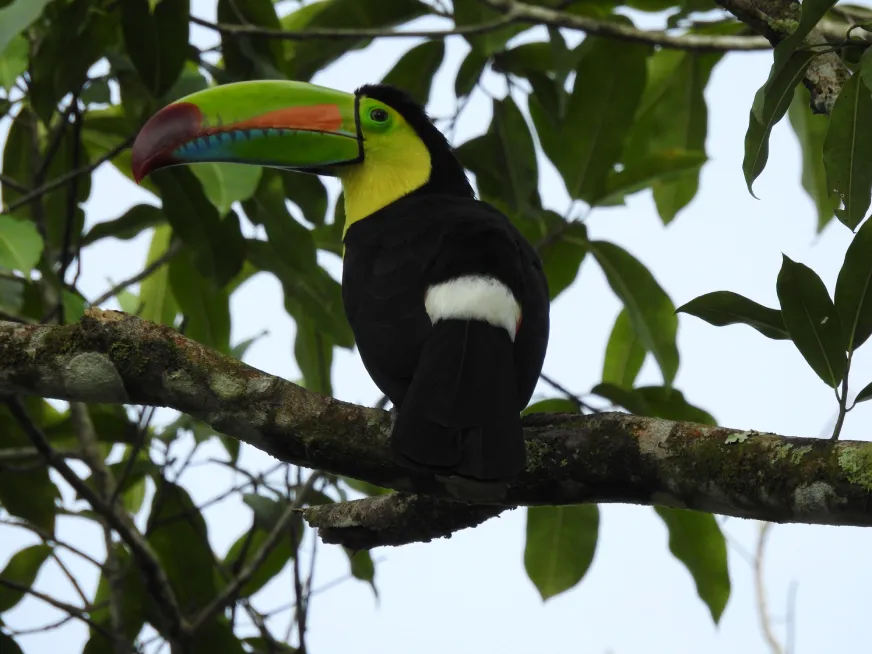 A toucan with a large colorful beak perches on a branch among tropical leaves.