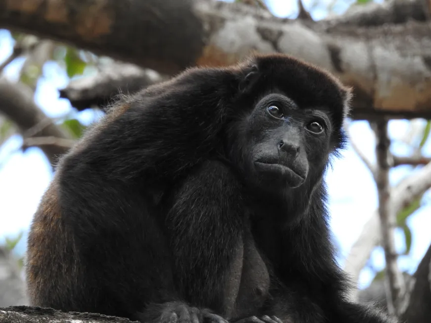 A black howler monkey with dark fur sits on a branch looking to the side.