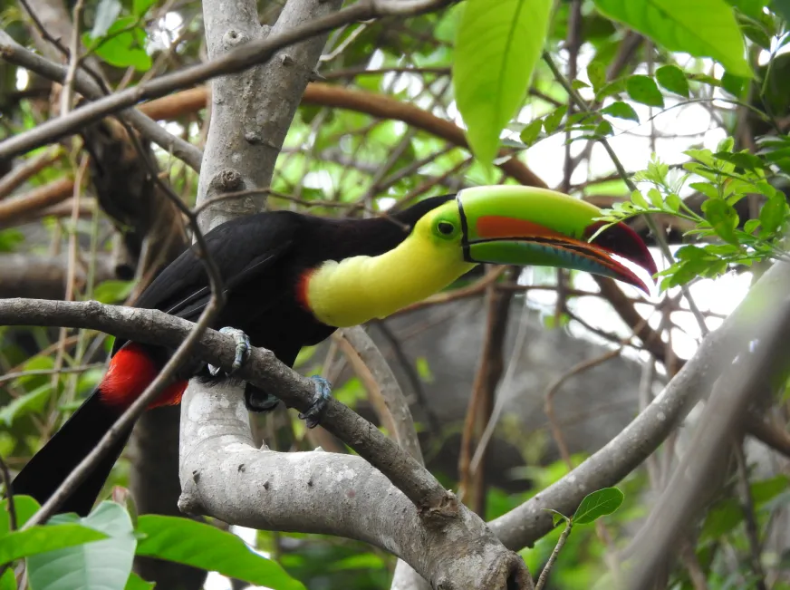 A toucan with a large colorful beak perches on a wooden branch among green leaves.