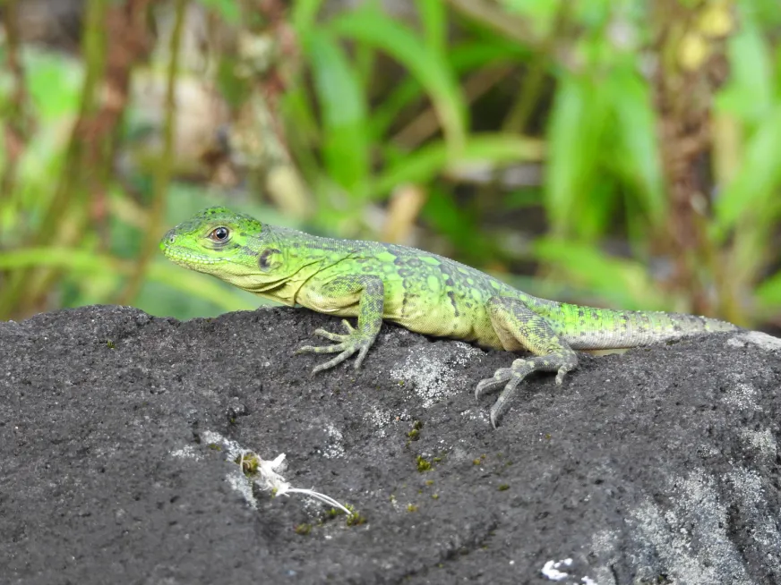 A bright green iguana rests camouflaged on dark volcanic rock surrounded by grass.