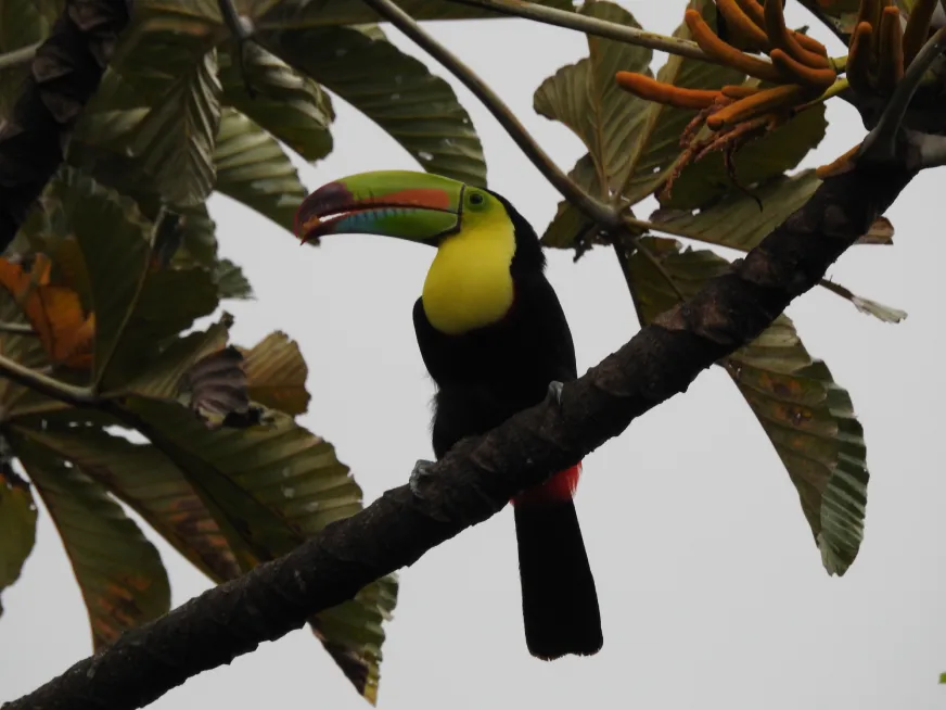 A toucan with a yellow breast and multicolored beak perched on a branch among green leaves.