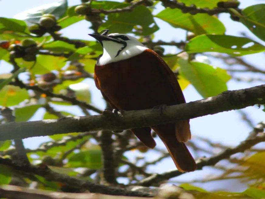 A bird with a white head and brown body perched on a branch among green leaves.