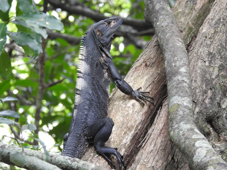 A large dark iguana rests on a mossy tree trunk in the tropical forest.