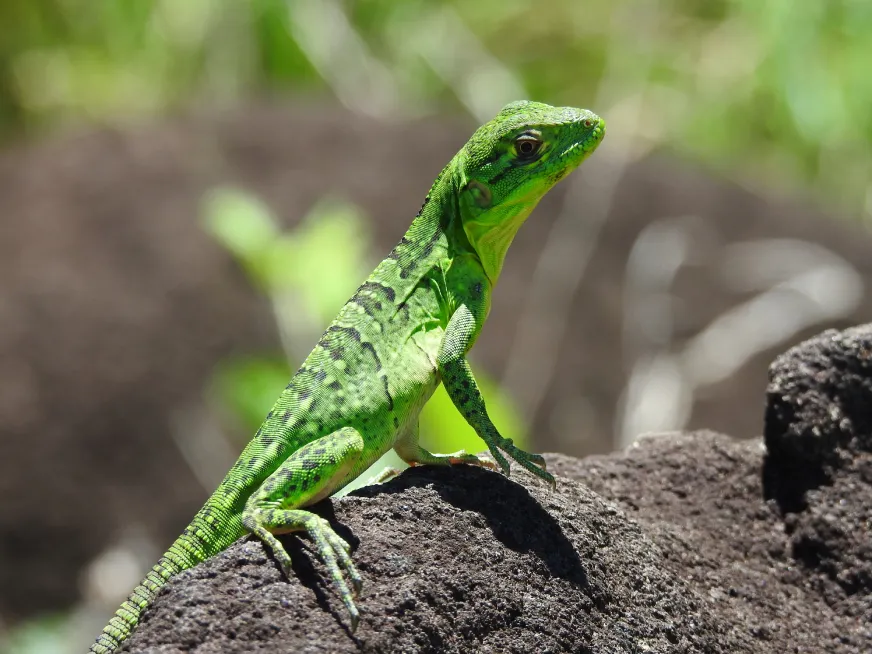 A small green lizard rests on sandy ground surrounded by dry leaves and vegetation.