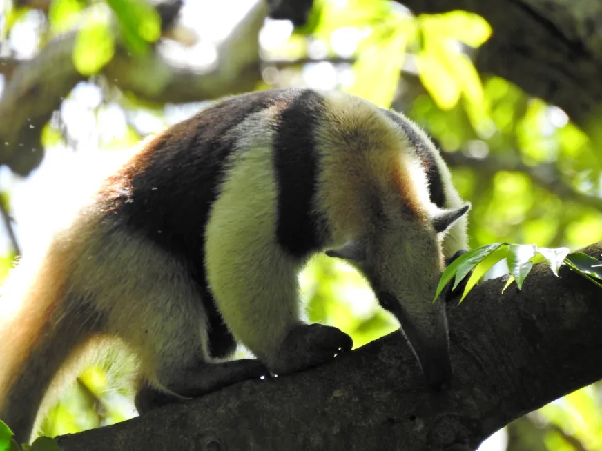 A coati forages on a tree branch surrounded by green tropical foliage.