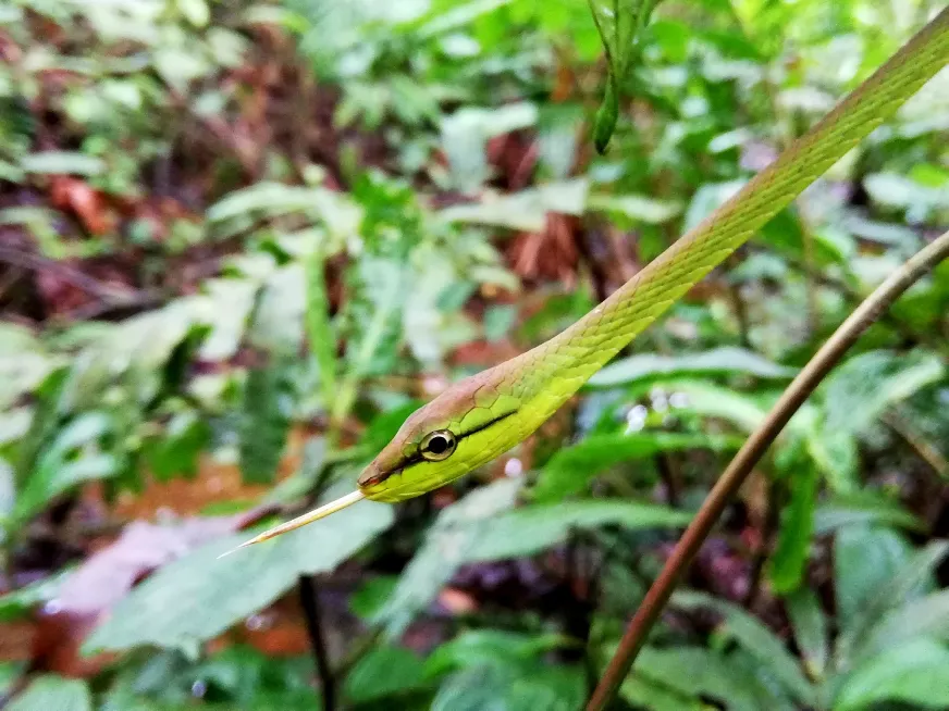 A small green snake rests camouflaged on a large tropical leaf in the forest.