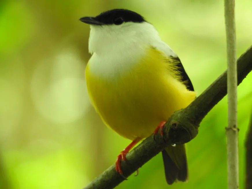 A small bright yellow-green bird perches on a thin branch against a vivid green background.