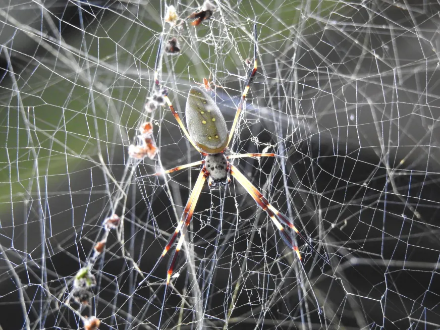An intricate spider web glistens with dew drops against a dark forest background.