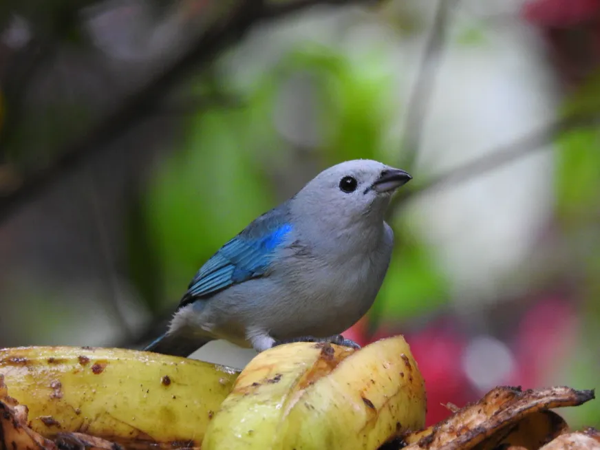 A small blue-grey bird perches on a mossy branch surrounded by tropical fruit and foliage.