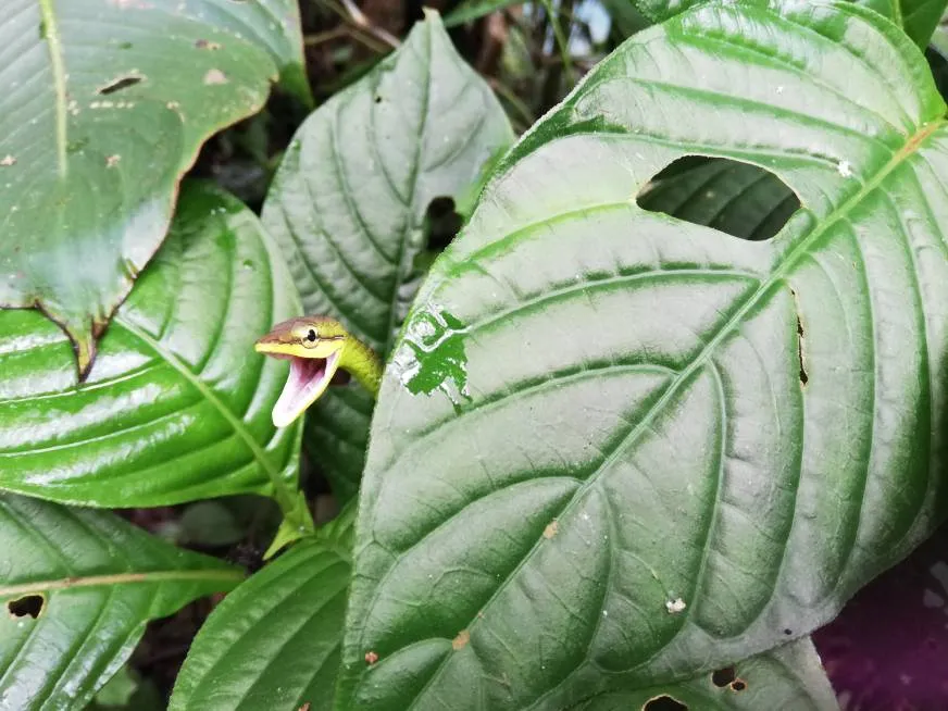 A bright pink flower blooms among large green tropical leaves in the rainforest.