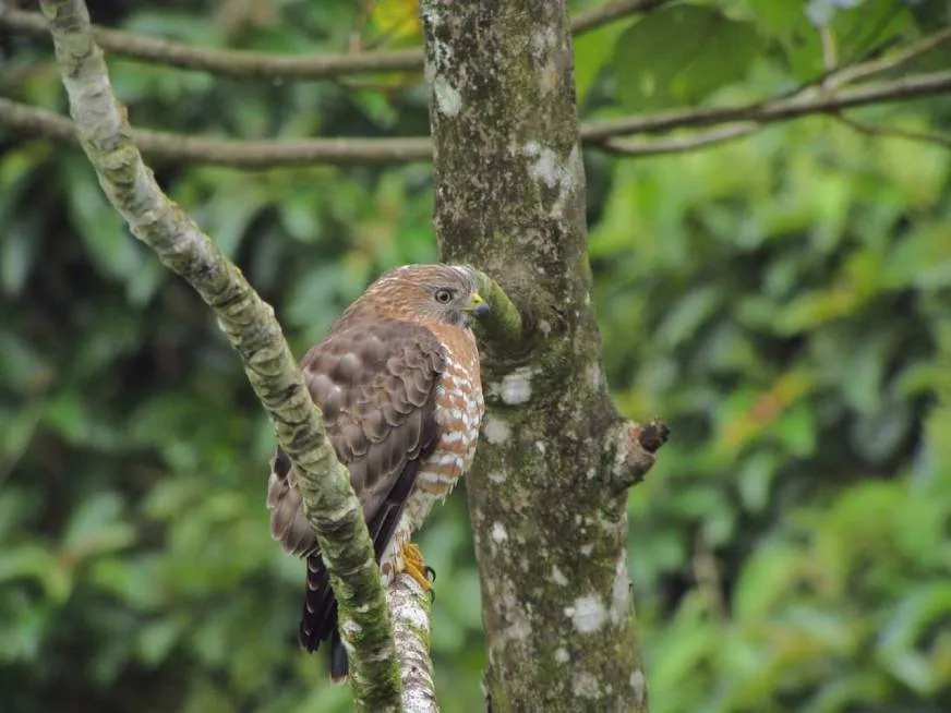 A brown speckled bird perches on a branch surrounded by dense green tropical foliage.