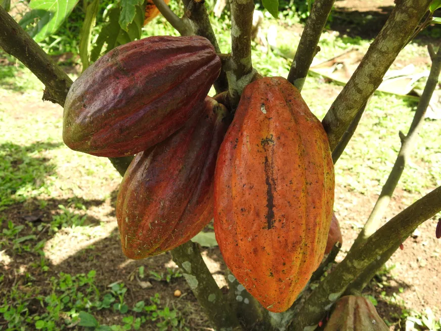 Two large brown cacao pods hang from a branch surrounded by green tropical leaves.