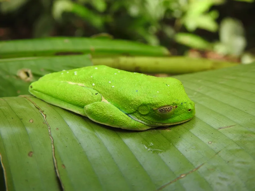 A bright green eyelash palm pit viper coils on a large green tropical leaf.