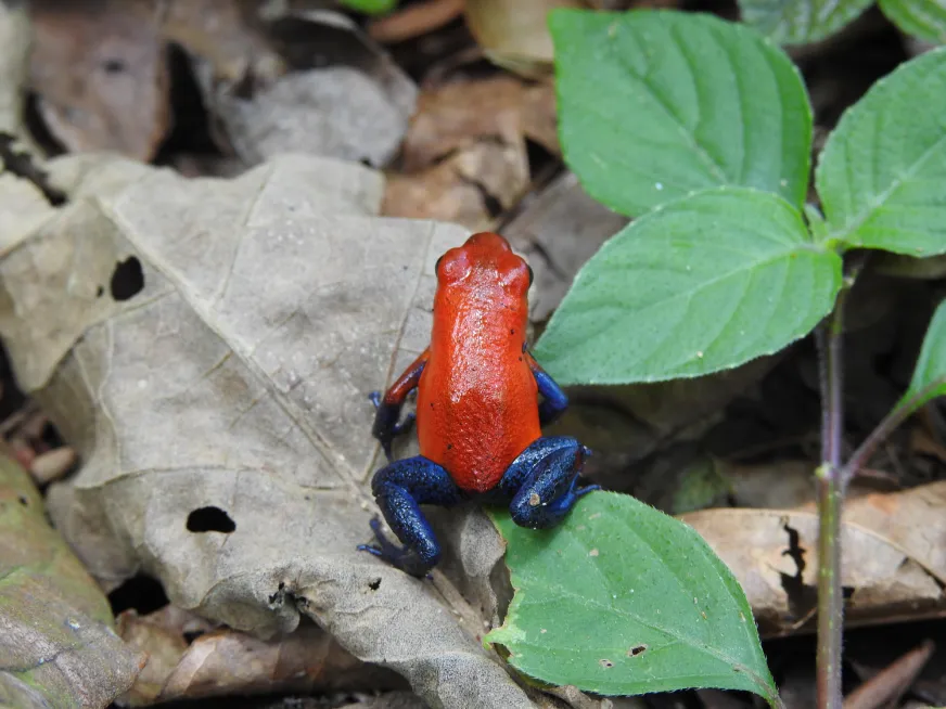 A tiny red poison dart frog sits on a green leaf surrounded by tropical rainforest vegetation.