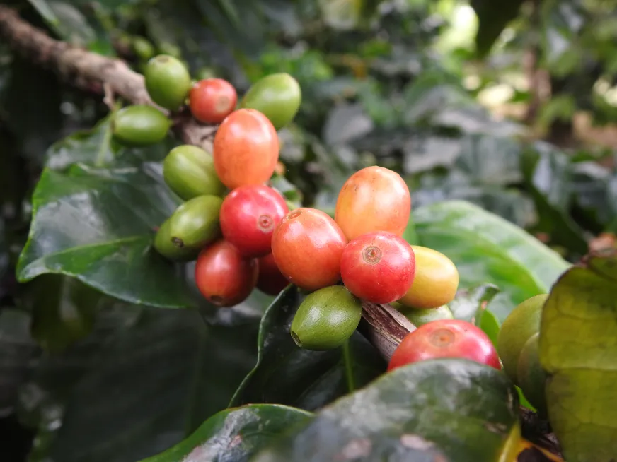 Clusters of bright red coffee cherries ripen on a green coffee plant branch.