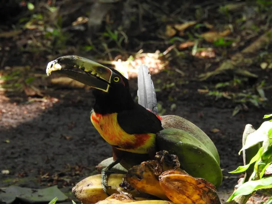 A keel-billed toucan with a large colorful beak perches on a branch in the forest.