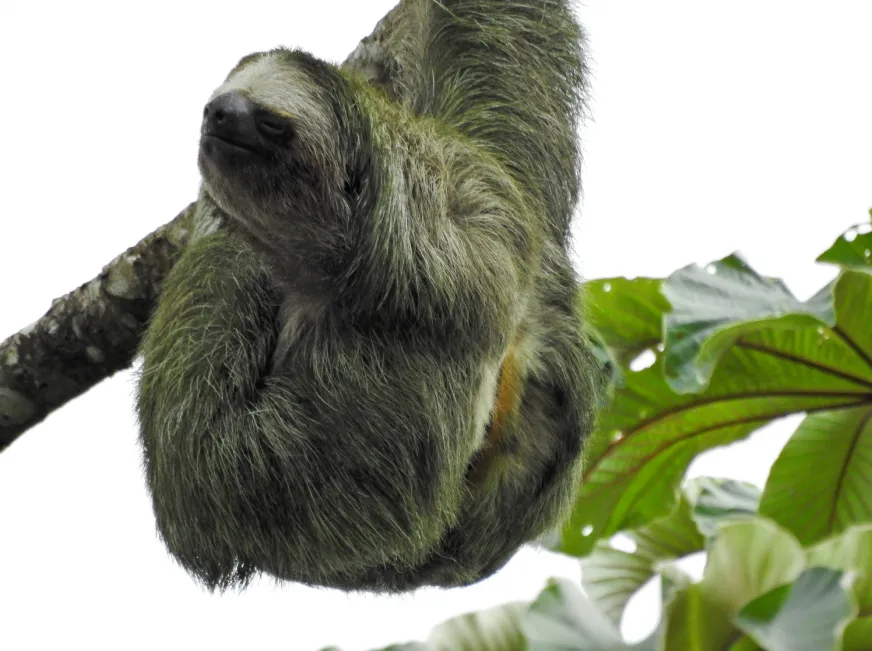 A three-toed sloth clings to a tree branch surrounded by green tropical leaves.