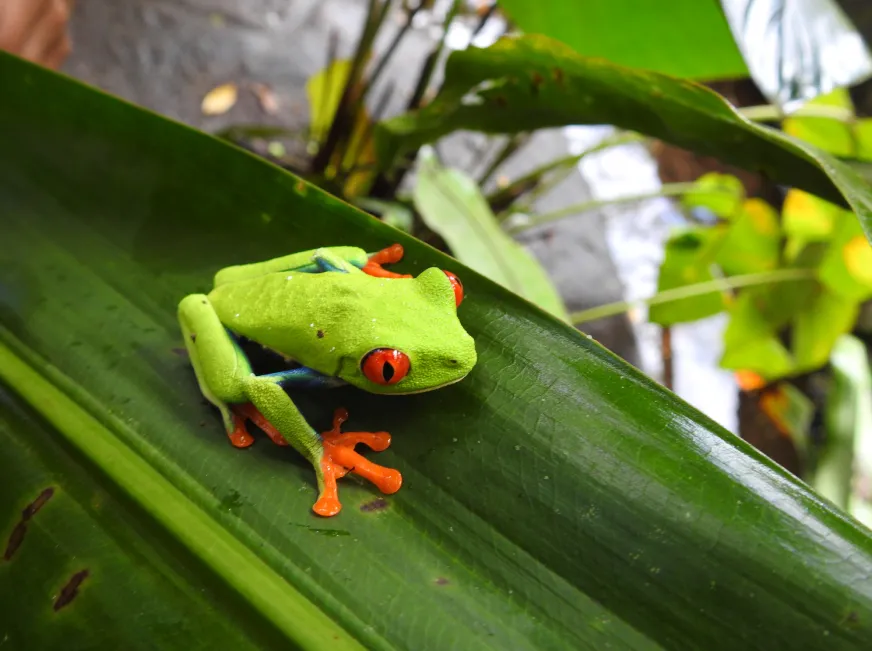 A close-up of a bright green red-eyed tree frog perched on a large tropical leaf.